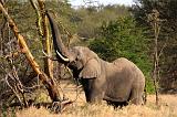 TANZANIA - Serengeti National Park - Lobo - 03